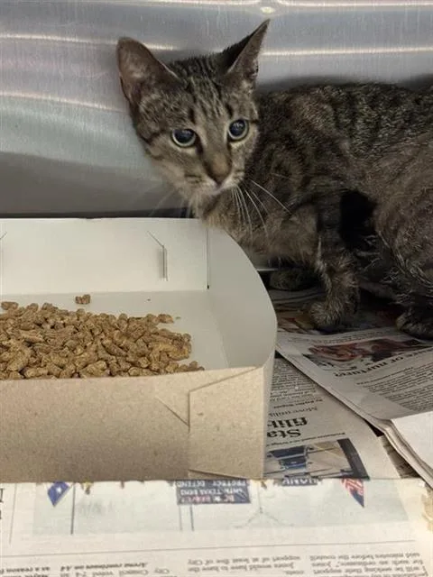 An adult small-sized female Domestic Short Hair cat named Trisha for adoption in San Antonio, TX