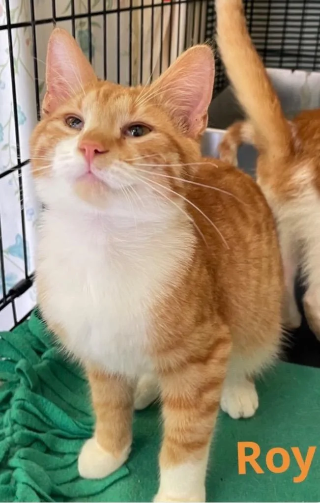 A baby medium-sized male Domestic Short Hair cat named Roy for adoption in Muskegon, MI