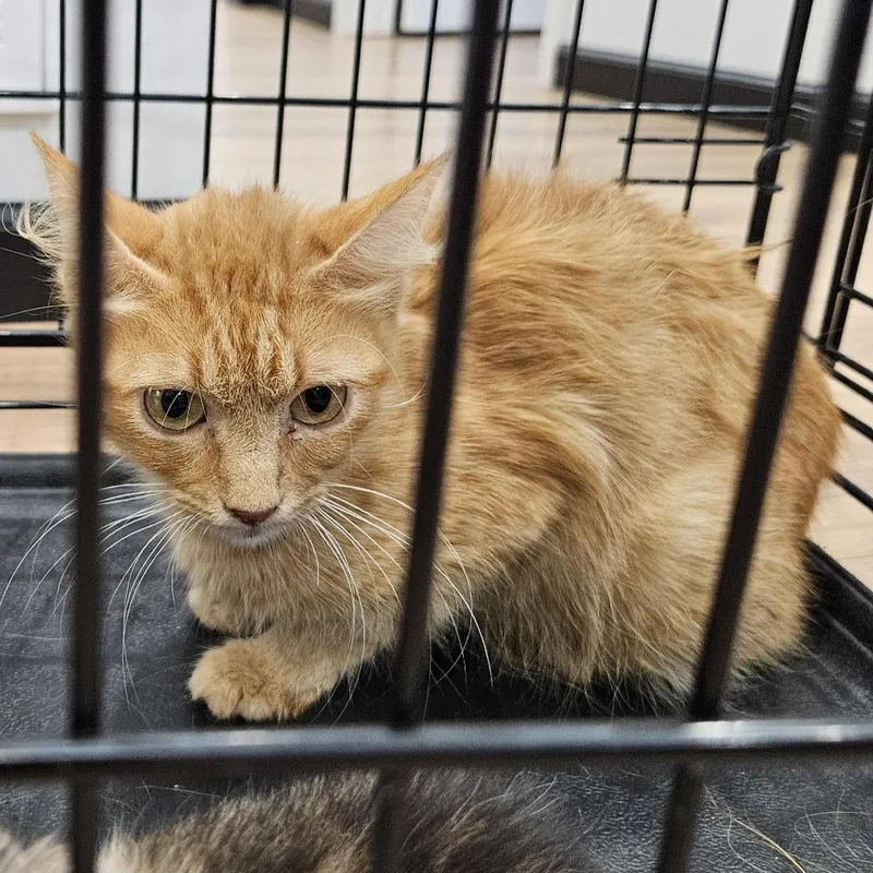 An adult medium-sized female Domestic Medium Hair cat named Galinda for adoption in Lake Jackson, TX
