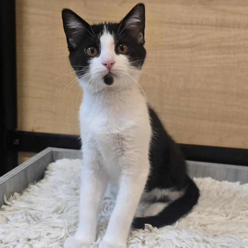 A baby medium-sized female Black & White / Tuxedo Tuxedo cat named Frieren for adoption in Warr Acres, OK