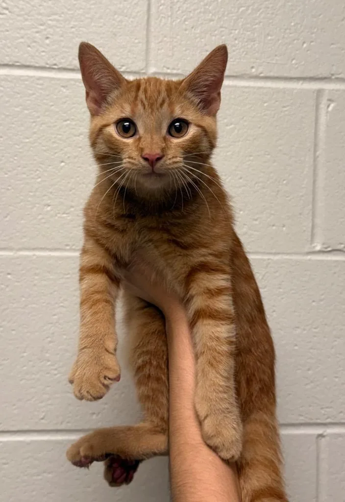 A baby small-sized male Domestic Short Hair cat named Clown for adoption in Defiance, OH