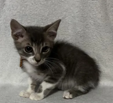 A baby medium-sized male Gray & White Domestic Short Hair cat named Edgar for adoption in Liverpool, TX