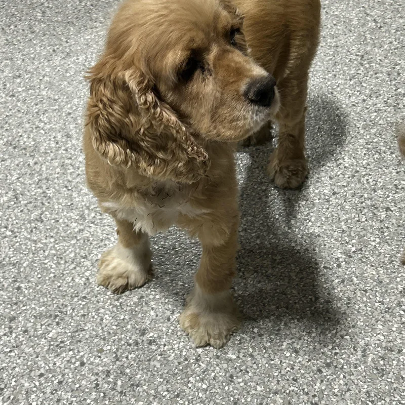 An adult small-sized female Yellow / Tan / Blond / Fawn Cocker Spaniel dog named Susie Calm Sweet Gentle. for adoption in Antwerp, OH