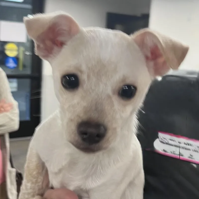 A baby small-sized male Chihuahua dog named Micki for adoption in Tampa, FL