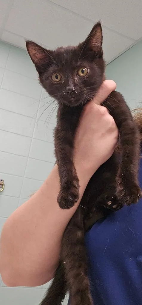 A baby small-sized male Domestic Short Hair cat named Stanley for adoption in Athens, TN