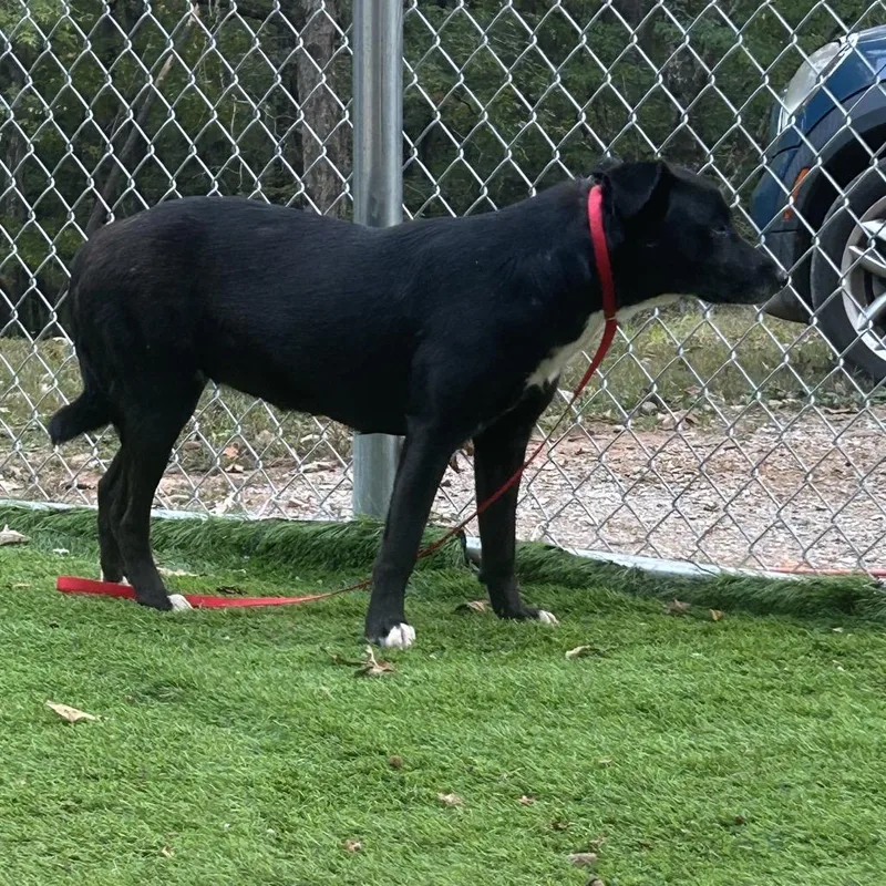 A baby medium-sized female Black Labrador Retriever dog named Daisy for adoption in Tuscaloosa, AL