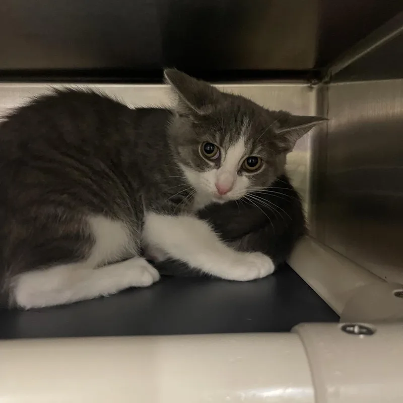 A baby small-sized male Gray / Blue / Silver Domestic Medium Hair cat named Sorry for adoption in Mentor, OH