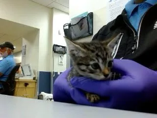 A baby small-sized female Domestic Short Hair cat named Marrie for adoption in Miami, FL