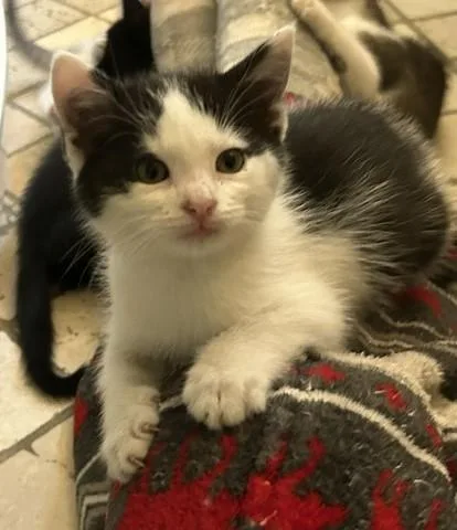 A baby medium-sized female Black & White / Tuxedo Domestic Short Hair cat named Venus for adoption in Great Mills, MD