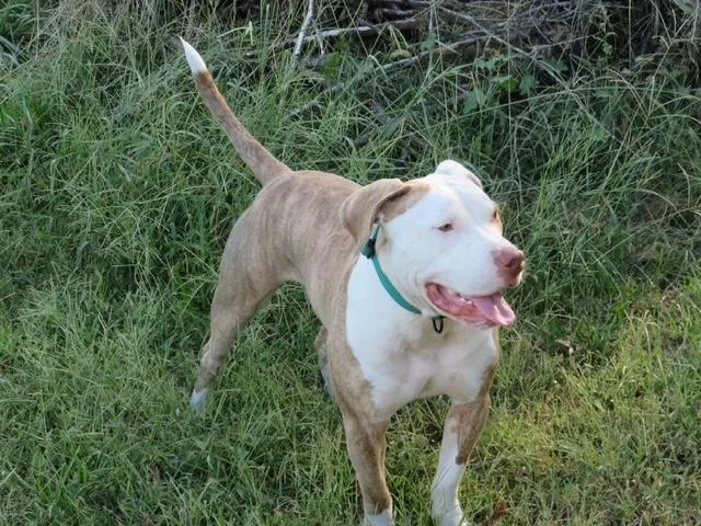 Petey