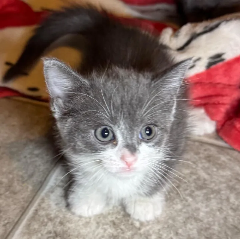 A baby medium-sized female Domestic Short Hair cat named Zuzu for adoption in Saginaw, MI