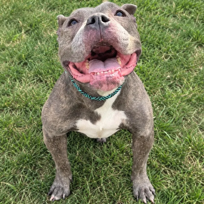 A senior medium-sized female Gray / Blue / Silver Pit Bull Terrier dog named Jenny for adoption in Jersey city, NJ