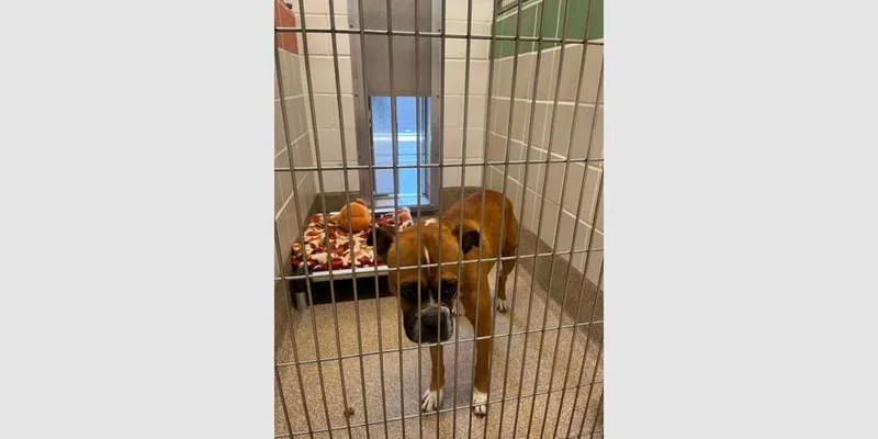 An adult medium-sized male Boxer dog named Boogle for adoption in Hewitt, TX