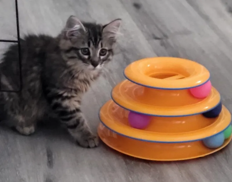 A baby medium-sized female Domestic Short Hair cat named River for adoption in Bloomington, IN
