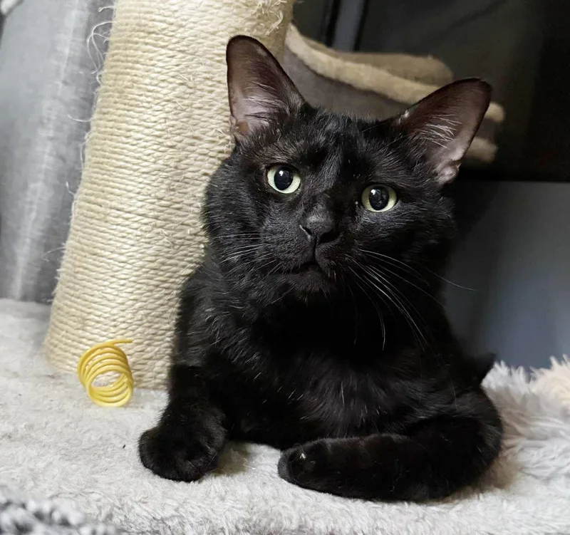 An adult medium-sized male Black Domestic Short Hair cat named Bruno Black for adoption in Chandler, AZ