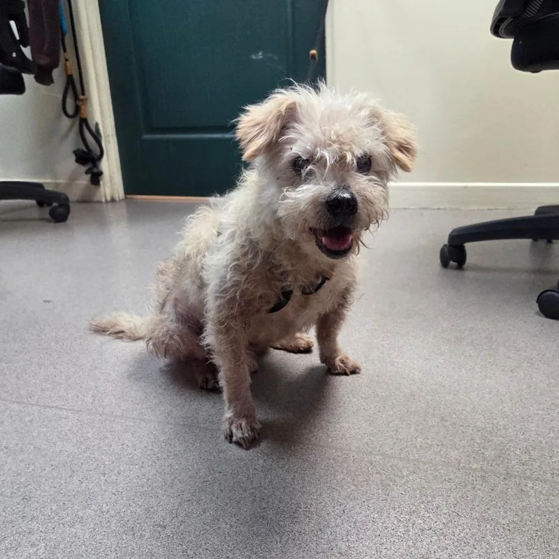 A senior small-sized male White / Cream Poodle dog named Ceviche for adoption in Pasadena, CA