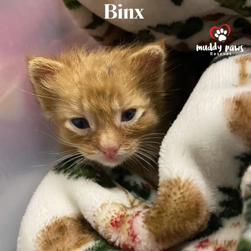 JulyOWeen Litter: Binx