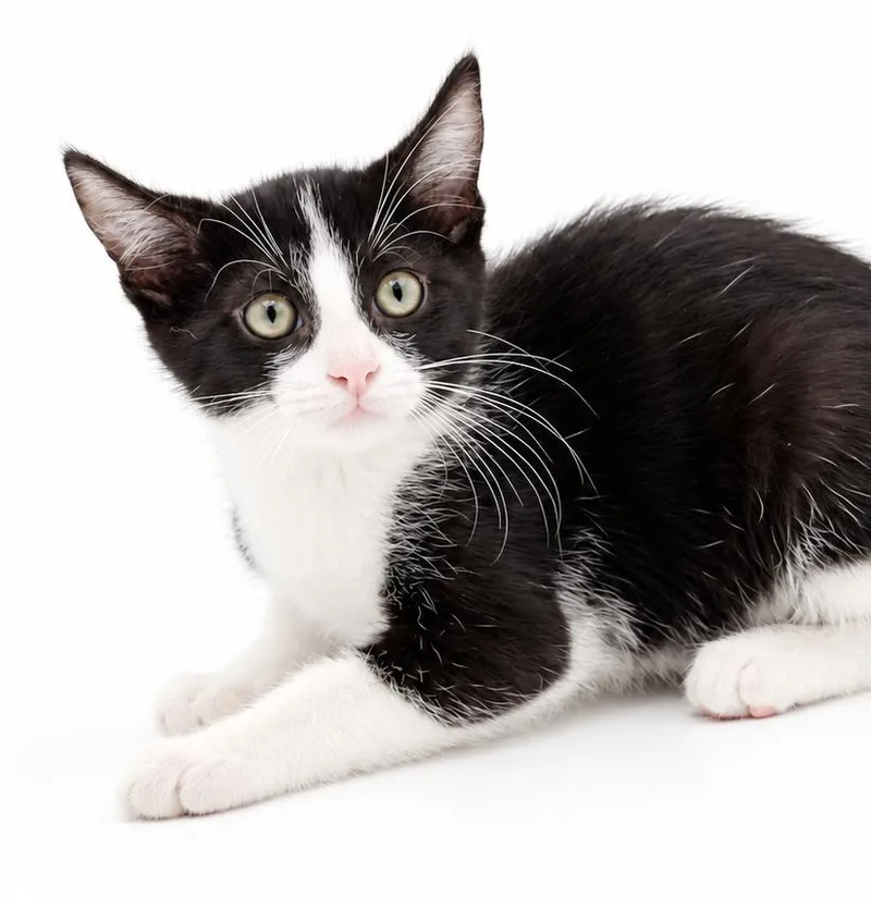 A baby small-sized male Black & White / Tuxedo Tuxedo cat named Julian is a joyful for adoption in Bedford Hills, NY