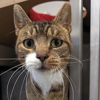 An adult medium-sized female Domestic Short Hair cat named Toffee for adoption in Birdsboro, PA