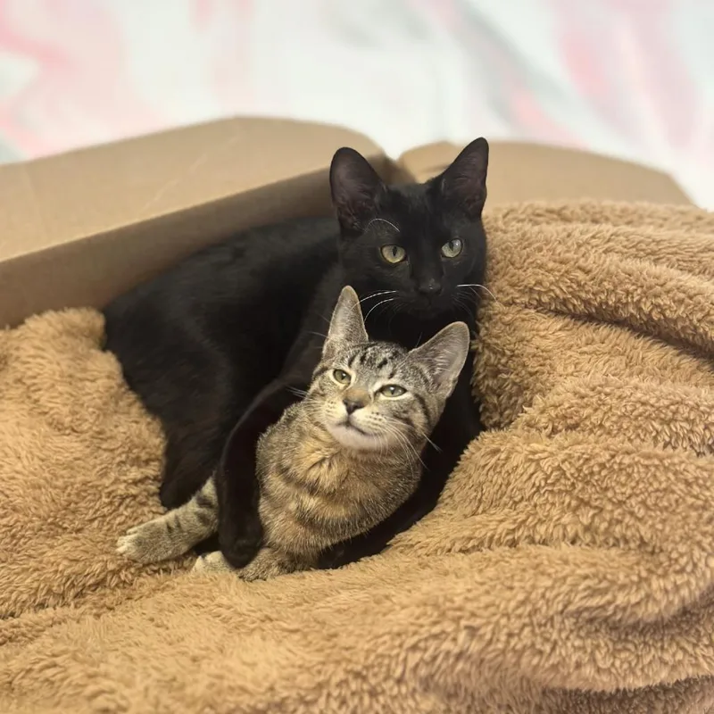 A young small-sized female Brown / Chocolate Domestic Short Hair cat named Mandy for adoption in Forest Park, IL
