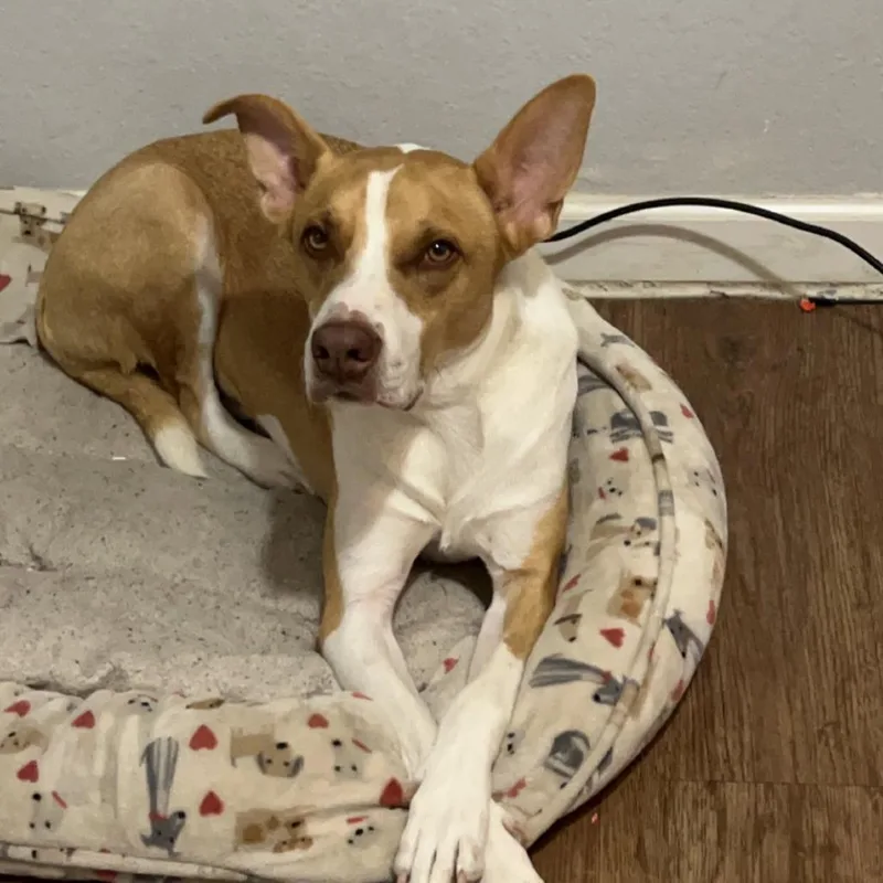 An adult medium-sized male Yellow / Tan / Blond / Fawn Boxer dog named Emerson for adoption in Austin, TX