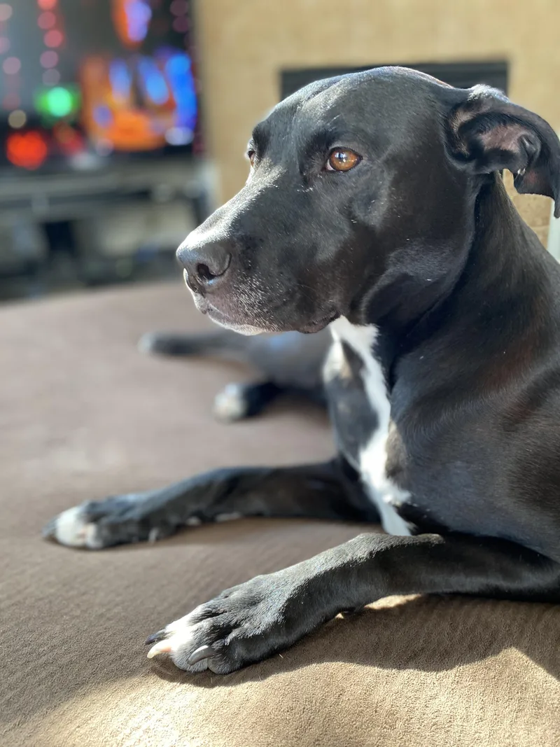 A senior medium-sized female Black Mixed Breed dog named Annie In Colorado for adoption in Cumberland, ME