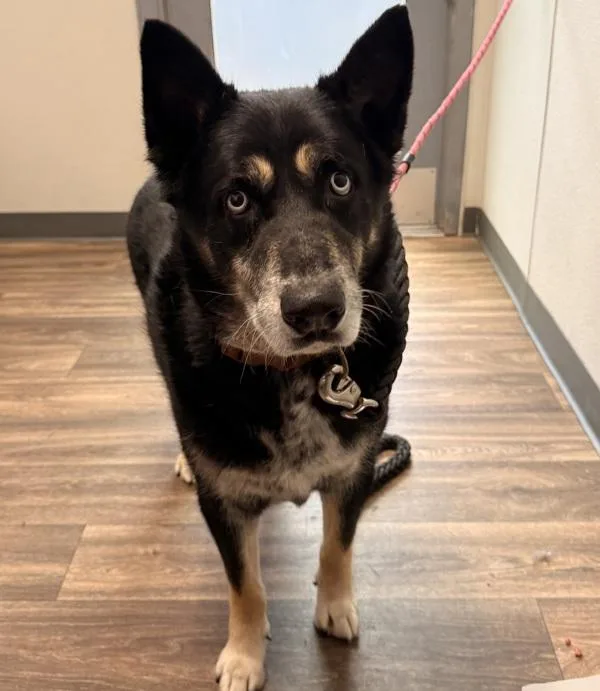 An adult medium-sized male Labrador Retriever dog named David Bowowie for adoption in San Diego, CA