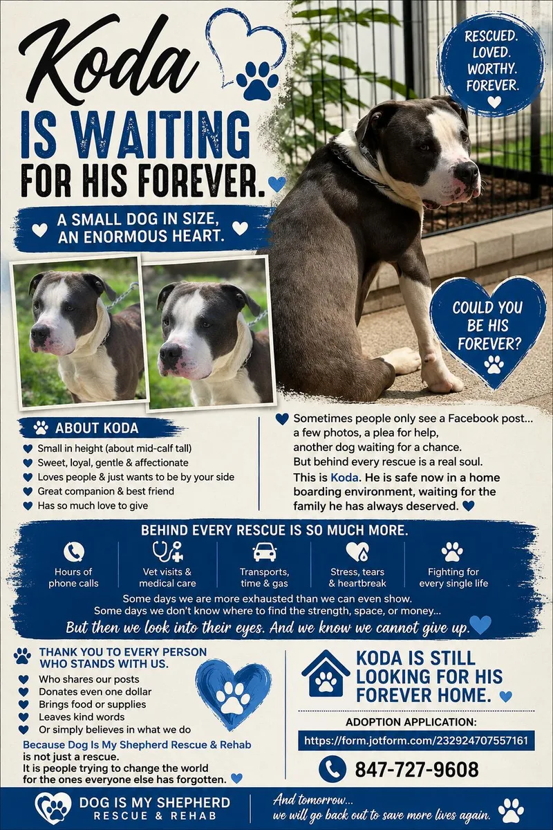 A young medium-sized male American Bully dog named Koda for adoption in Northlake, IL