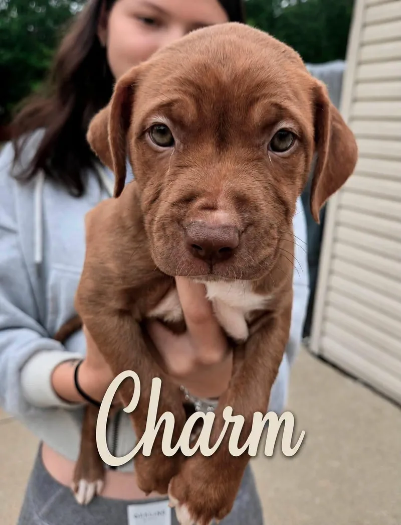 Charm