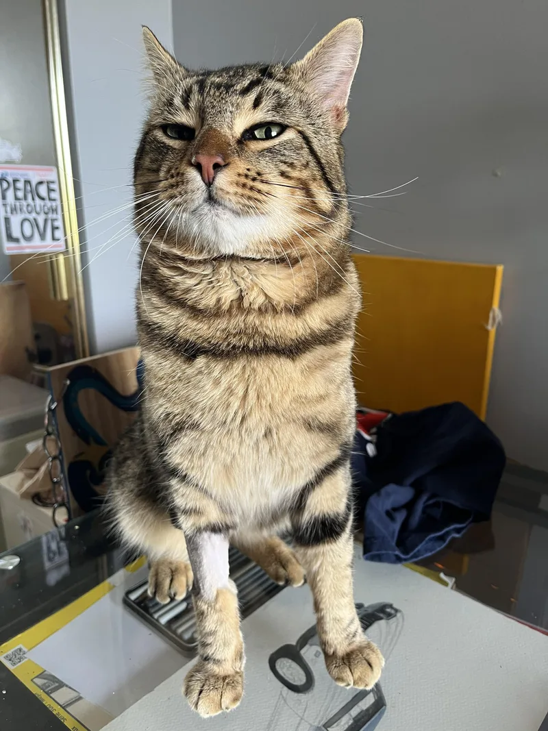 A young large-sized male Tabby (Brown / Chocolate) Domestic Short Hair cat named Beef for adoption in Covina , CA