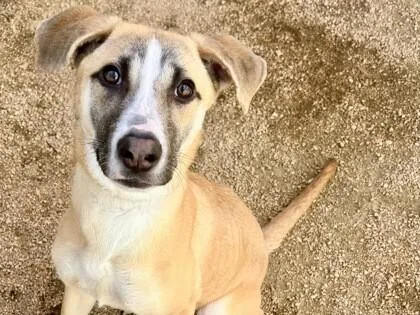 A young medium-sized female Yellow / Tan / Blond / Fawn Mixed Breed dog named Morgra for adoption in Partlow, VA