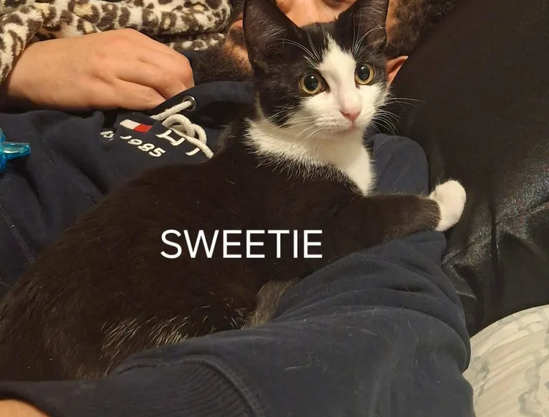 A young small-sized female Domestic Short Hair cat named Sweetie for adoption in Canton, CT