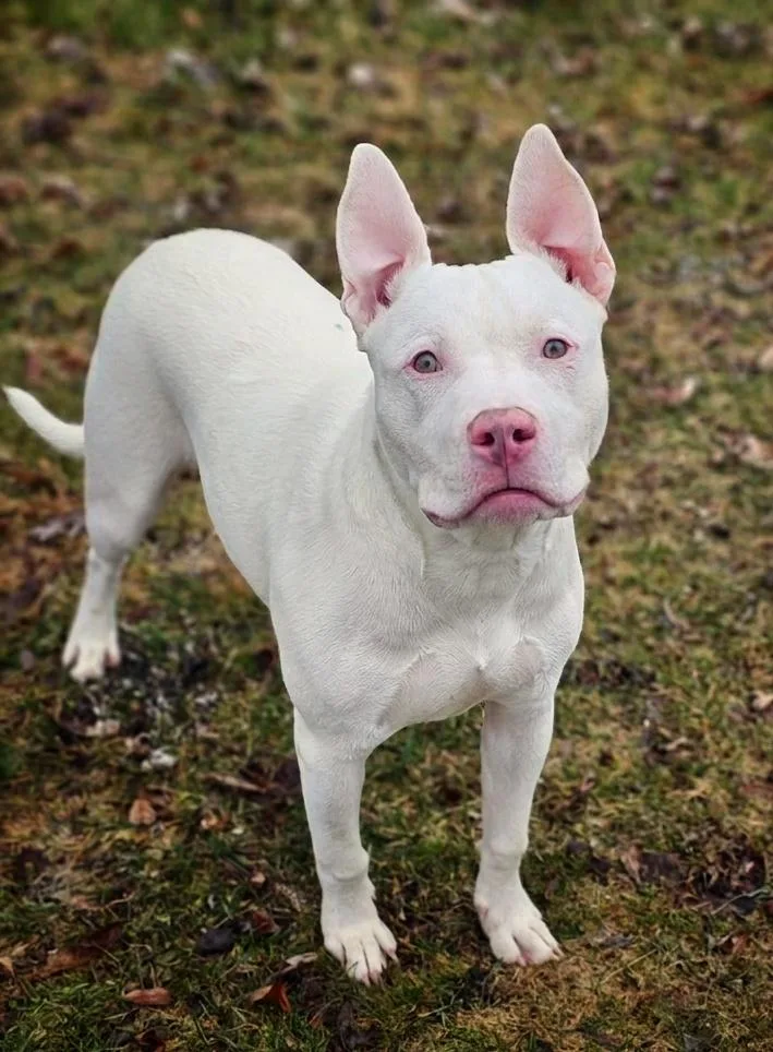 A young medium-sized male White / Cream Pit Bull Terrier dog named Terry for adoption in Bay City, MI