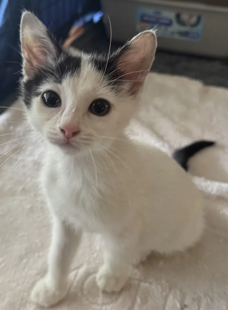 Silver & Dollie thumbnail 2