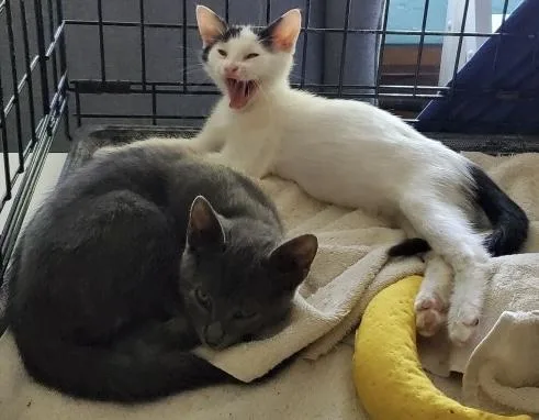 Silver & Dollie thumbnail 3