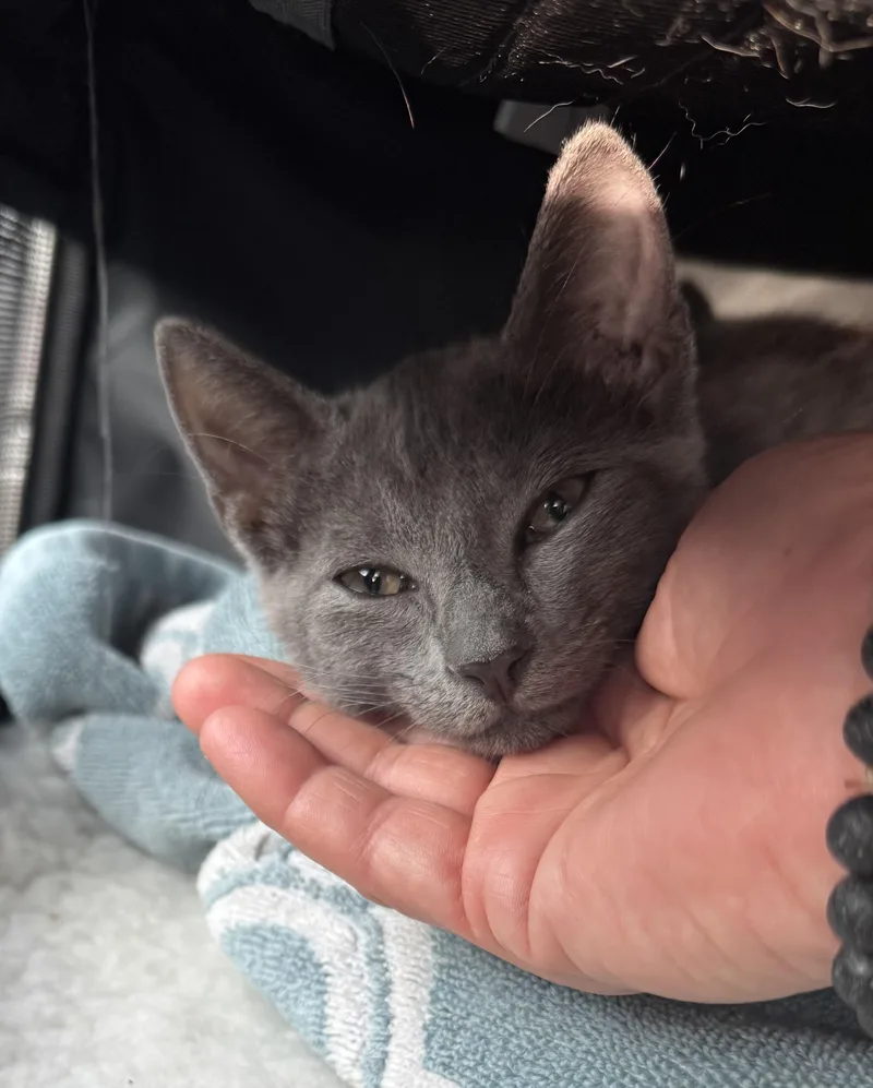 Silver & Dollie thumbnail 4