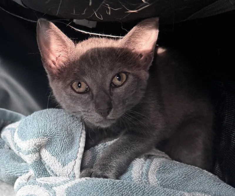 Silver & Dollie thumbnail 5