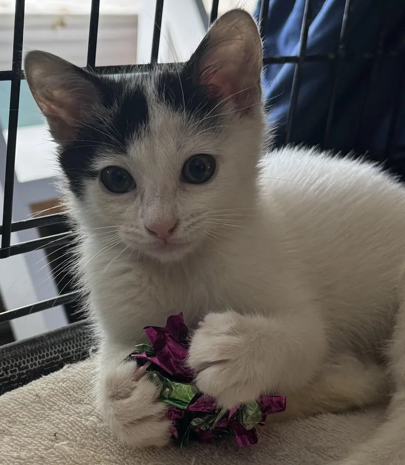 Silver & Dollie thumbnail 6