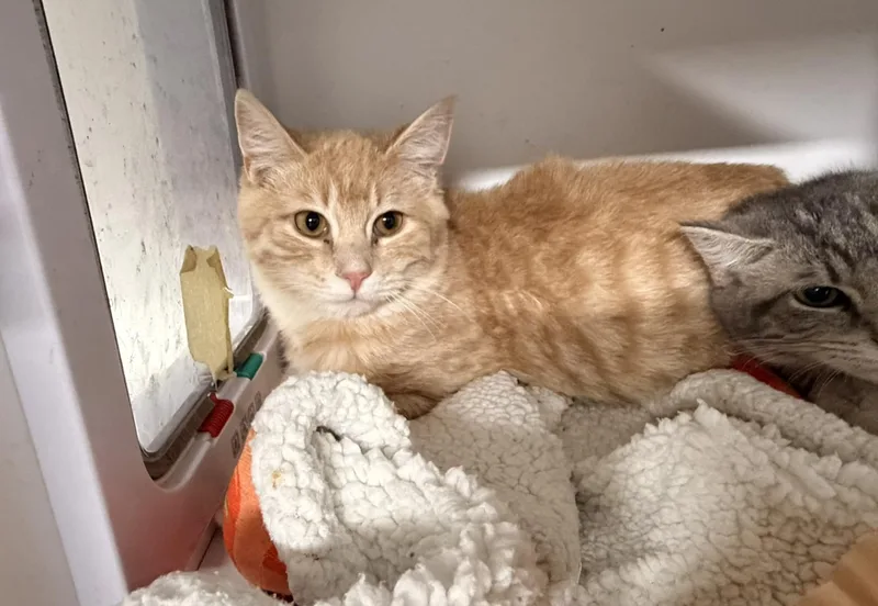 An adult medium-sized male Tabby (Orange / Red) Domestic Short Hair cat named Baxter for adoption in Evans City, PA