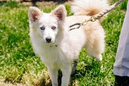 An adult small-sized female Mixed Breed dog named Piper for adoption in West Chester, PA