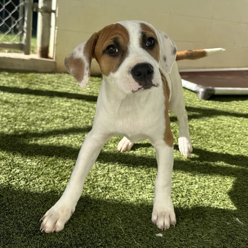 A baby small-sized male Brown / Chocolate Beagle dog named Pecan Pie for adoption in Loxahatchee, FL