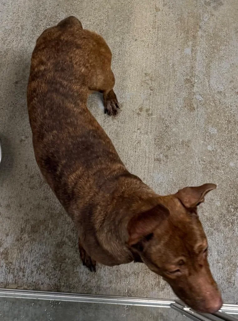 A young large-sized female Doberman Pinscher dog named Storri for adoption in Greencastle, IN