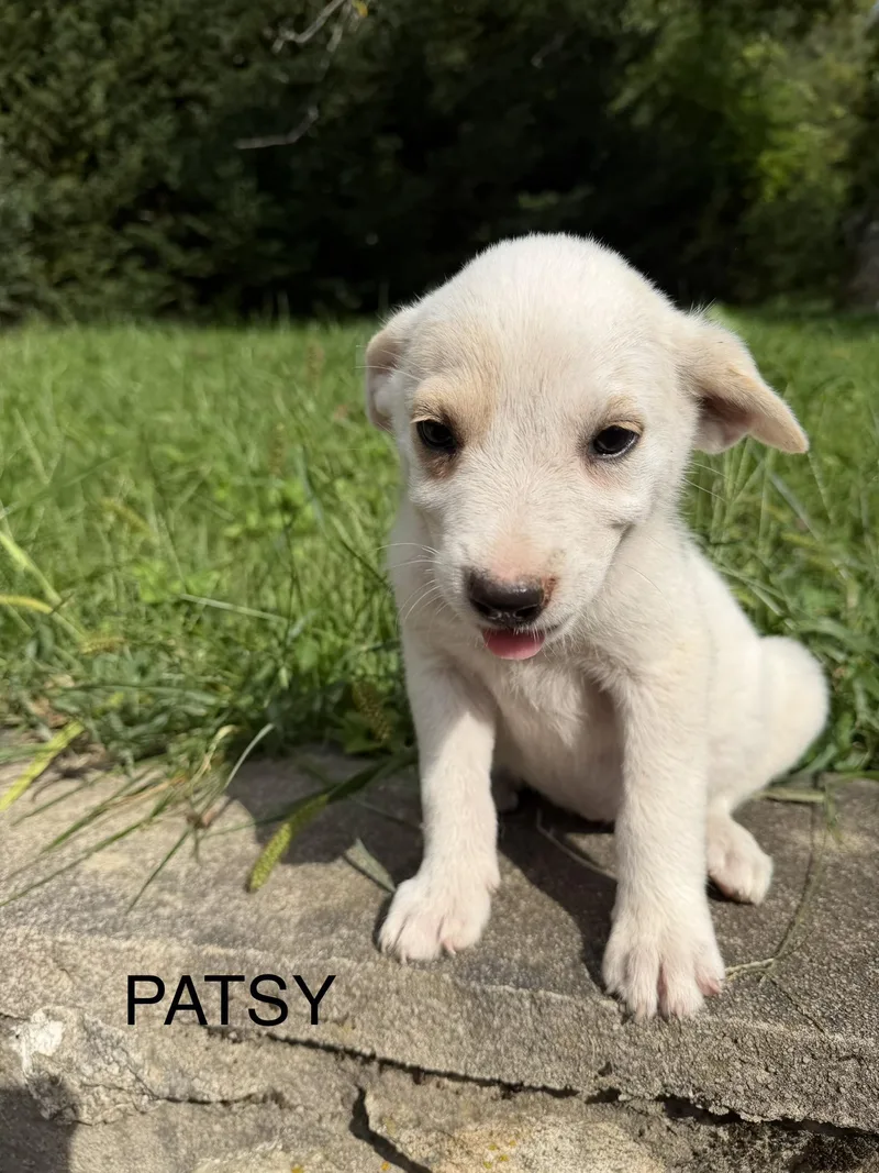 Patsy