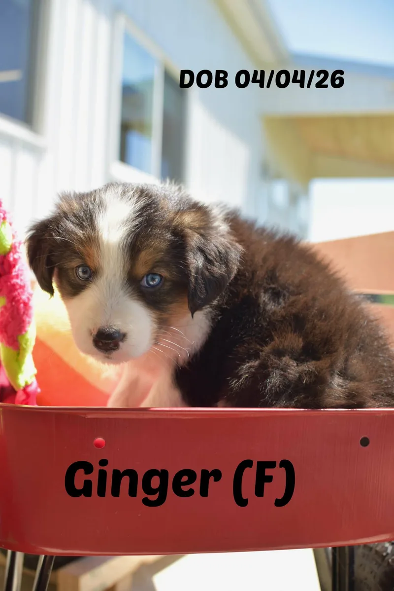 A baby medium-sized female Border Collie dog named Ginger for adoption in Seymour, IN