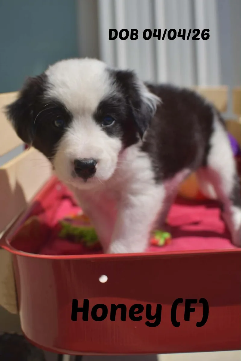 Ginger thumbnail 4