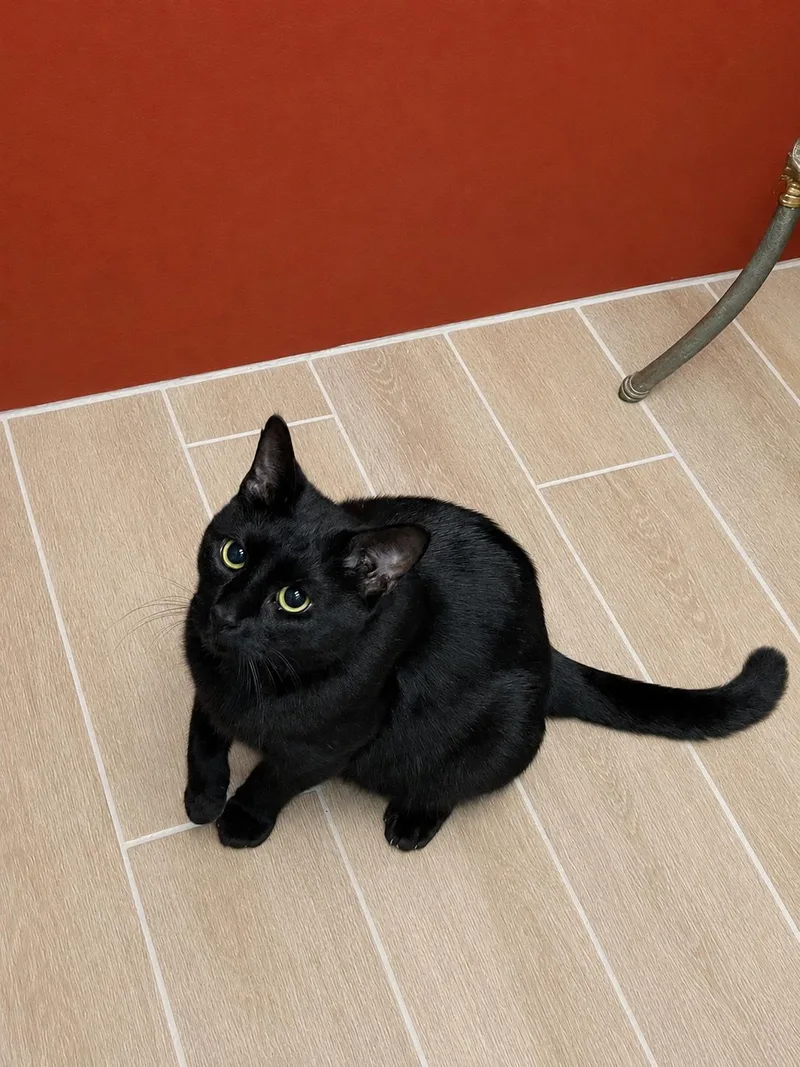 A young medium-sized male Black Domestic Short Hair cat named Chimney for adoption in Lacon, IL