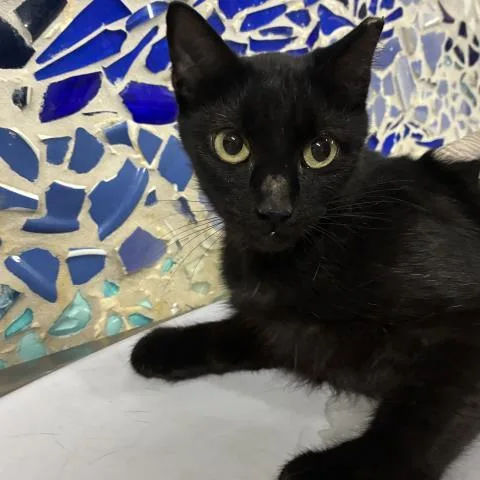 A young medium-sized female Domestic Short Hair cat named Pierce for adoption in Pensacola, FL