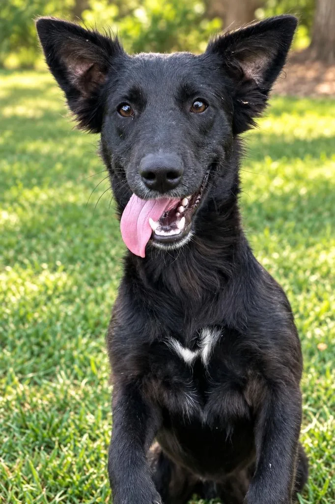 A baby medium-sized male Labrador Retriever dog named Cassidy for adoption in East Ridge, TN