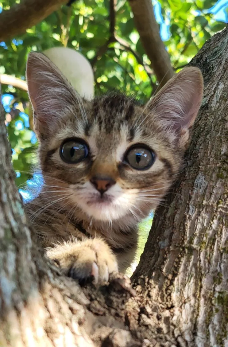 A baby medium-sized female Tabby (Brown / Chocolate) Domestic Short Hair cat named Eeyore for adoption in Sunrise, FL