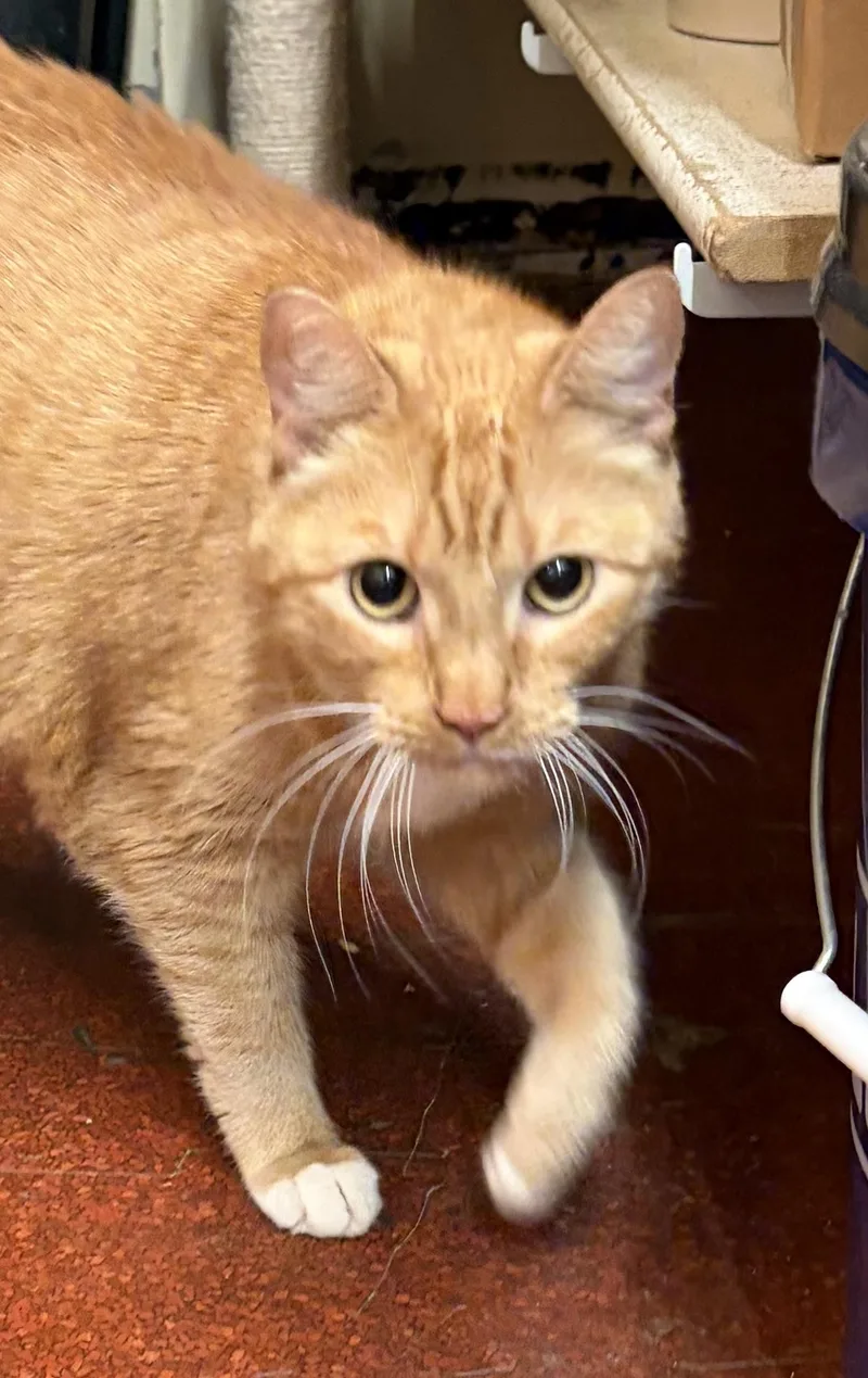 An adult large-sized female Orange & White Domestic Short Hair cat named Lovable Lulubelle for adoption in Bothell, WA